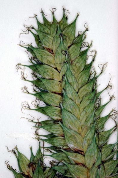 Tiedosto:Carex vesicaria pullakon suuota.jpg