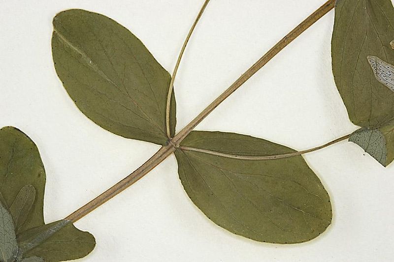 Tiedosto:Hypericum maculatum lehdet.jpg