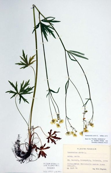 Tiedosto:Ranunculus acris pystyjuurakkoinen.jpg