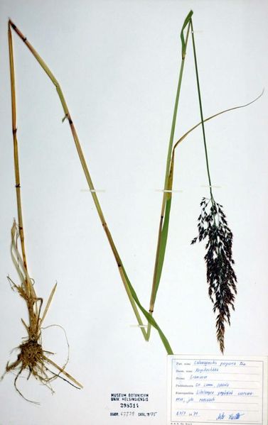 Tiedosto:Calamagrostis phragmitoides korsi.jpg
