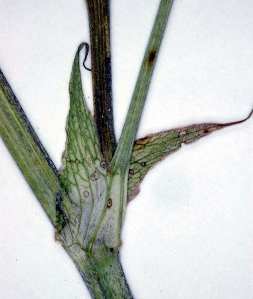 Tiedosto:Trifolium hybridum kiinnikasvaneet korvakkeet.jpg