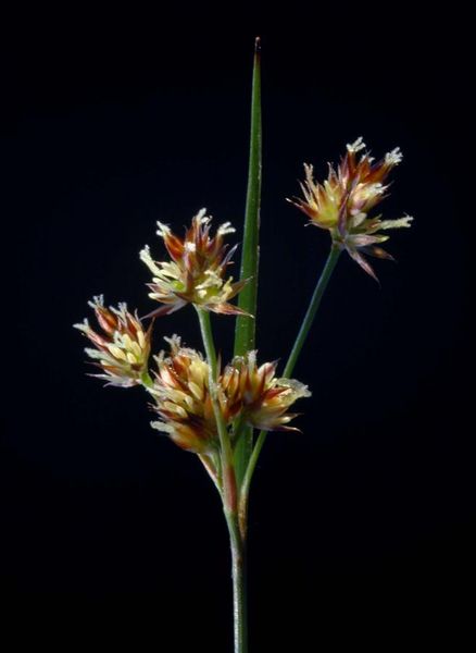 Tiedosto:Luzula multiflora kukinto.jpg