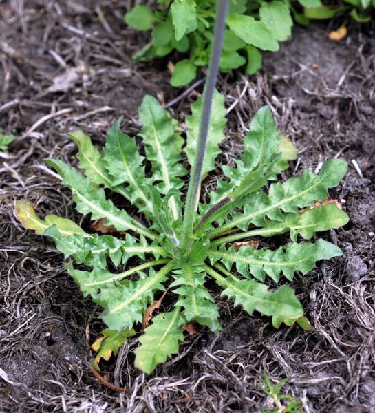 Tiedosto:Arabidopsis suecica lehtiruusuke.jpg