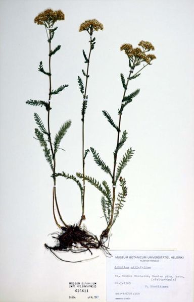 Tiedosto:Achillea millefolium maaronsy.jpg