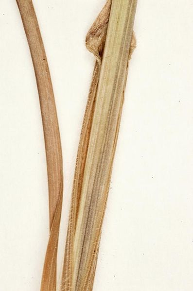 Tiedosto:Avenula pubescens tuppi.jpg