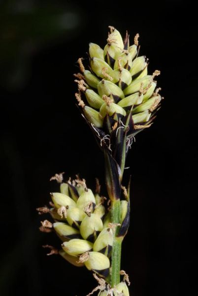 Tiedosto:Carex buxbaumii nuijamainen tahka.jpg