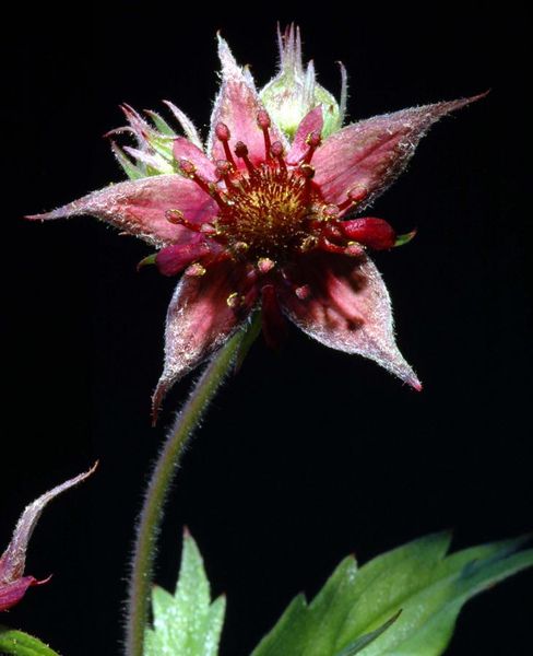 Tiedosto:Potentilla palustris kukka.jpg