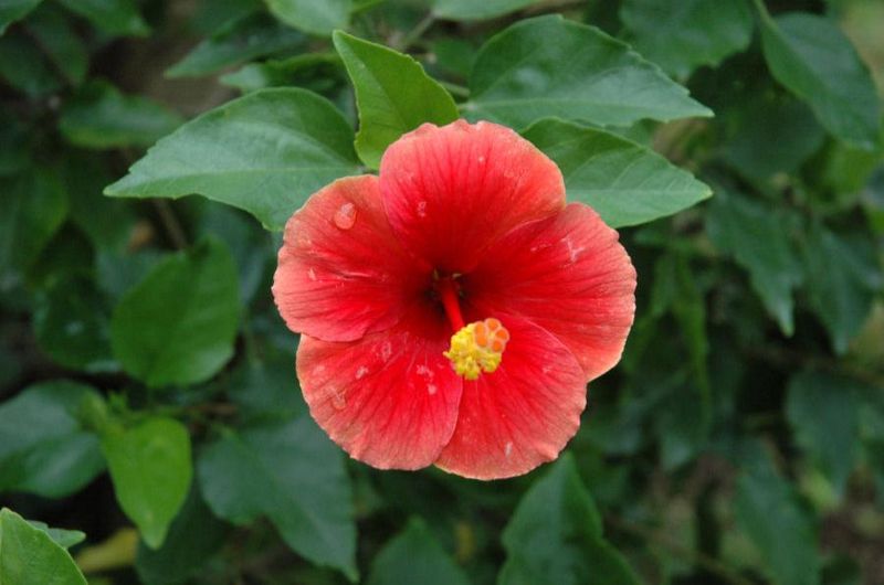 Tiedosto:Hibiscus rosa-sinensis kiinanruusu.jpg