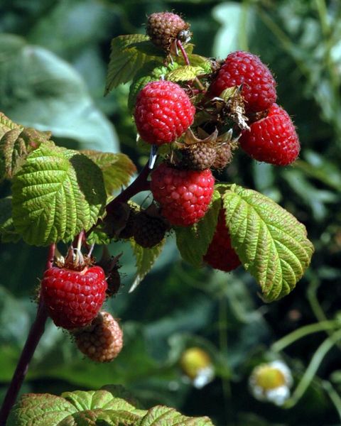 Tiedosto:Rubus idaeus puolipensas.jpg