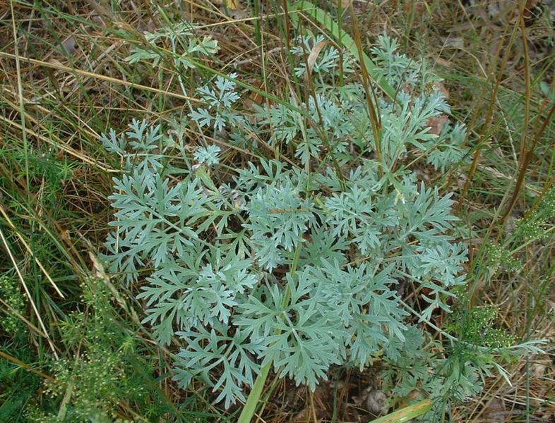 Tiedosto:Artemisia absinthium koiruoho.jpg