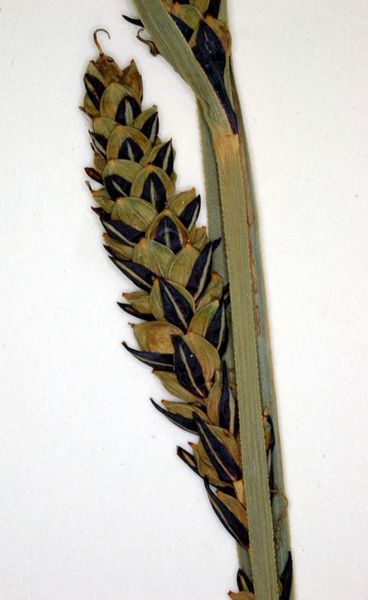 Tiedosto:Carex nigra karhea varsi.jpg