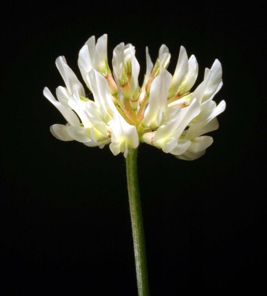 Tiedosto:Trifolium repens kukka.jpg