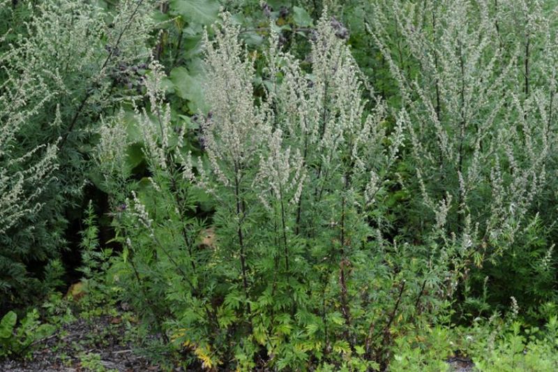 Tiedosto:Artemisia vulgaris pujo.jpg