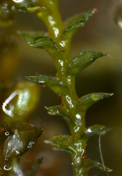Tiedosto:Anastrophyllum minutum kylkilehdet.jpg