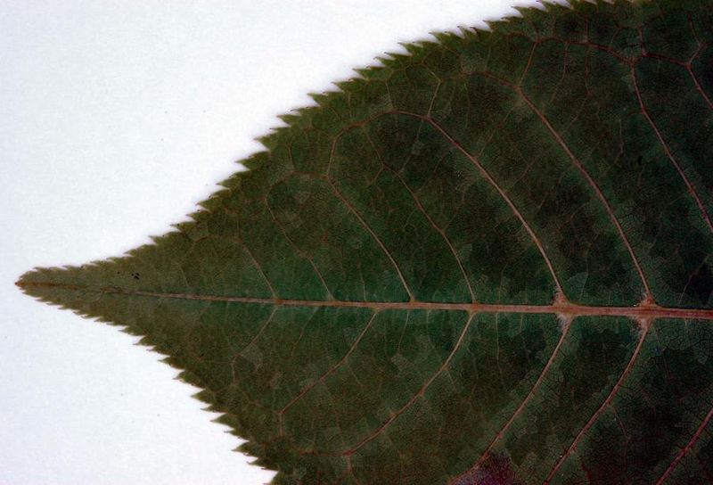 Tiedosto:Prunus padus lehden karki.jpg
