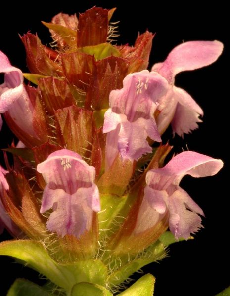 Tiedosto:Prunella vulgaris kukka.jpg