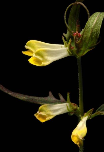 Tiedosto:Melampyrum pratense kukka.jpg