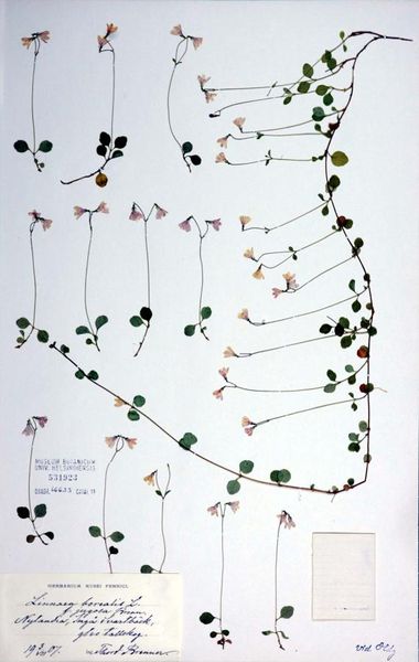 Tiedosto:Linnaea borealis pintavarsi.jpg