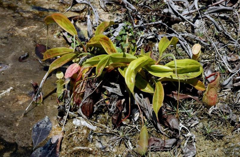 Tiedosto:Nepenthes mirabilis kannukasvi.jpg