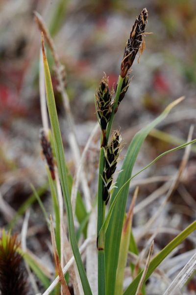 Tiedosto:Carex bigelowii tunturisara.jpg