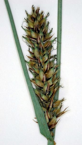 Tiedosto:Carex lasiocarpa kourumainen lehti.jpg