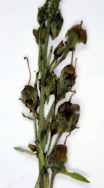 Tiedosto:Linaria vulgaris hammasluomainen kota.jpg