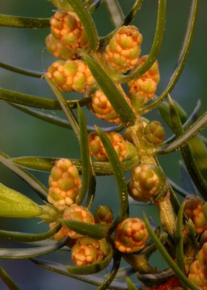 Tiedosto:Juniperus communis kapyja.jpg