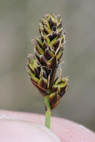 Tiedosto:Carex glareosa tahkasuomut.jpg
