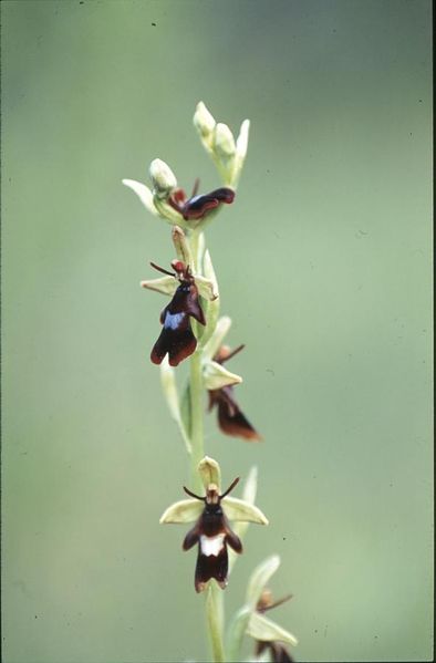 Tiedosto:Ophrys insectifera kimalaisorho.jpg