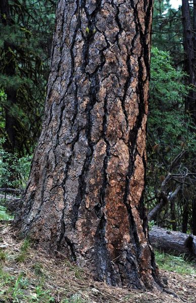 Tiedosto:Pinus ponderosa kaarna.jpg