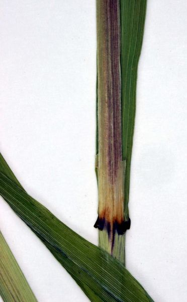 Tiedosto:Calamagrostis phragmitoides tuppi.jpg