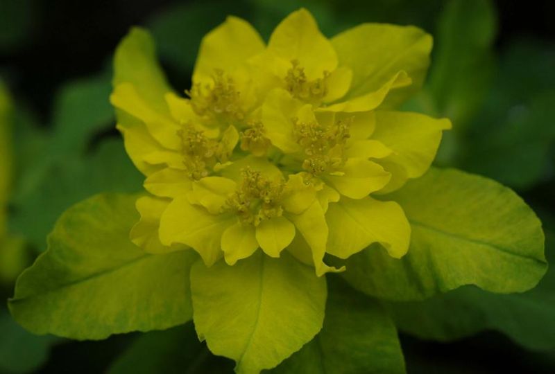 Tiedosto:Euphorbia polychroma valekukat.jpg