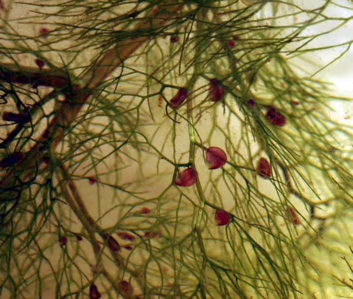 Tiedosto:Utricularia vulgaris pussilehtia.jpg