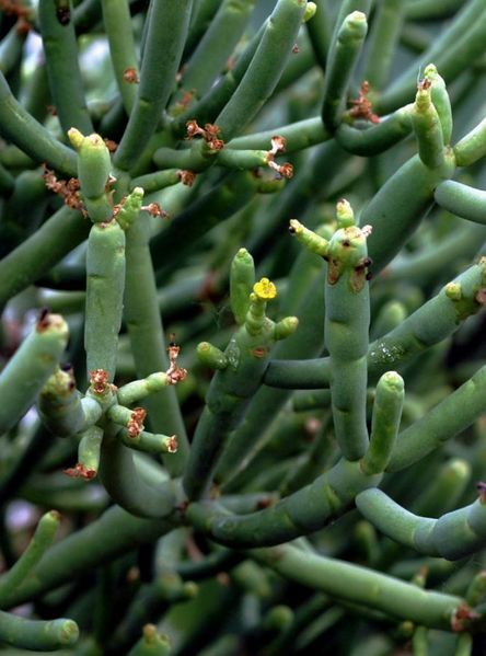 Tiedosto:Euphorbia aphylla mehivarsi.jpg