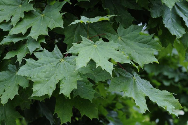 Tiedosto:Acer platanoides lehdet.jpg