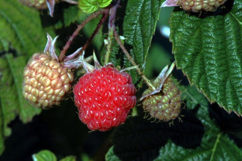Tiedosto:Rubus idaeus hedelmaryhma.jpg