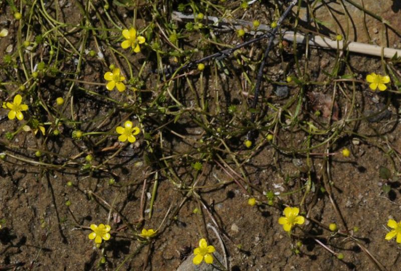 Tiedosto:Ranunculus reptans juurehtiva.jpg