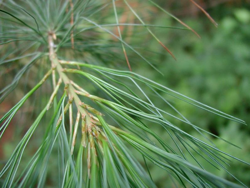 Tiedosto:Pinus strobus lehdet viisittain.jpg