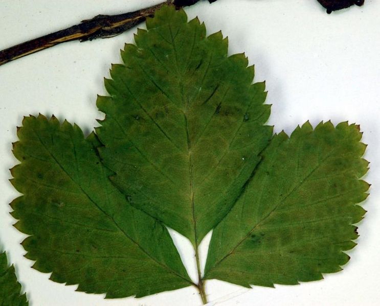 Tiedosto:Rubus saxatilis lehti.jpg