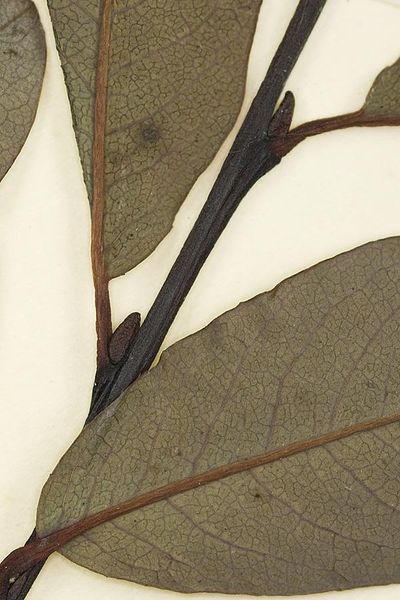 Tiedosto:Salix myrtilloides lehtikanta.jpg