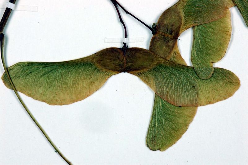 Tiedosto:Acer platanoides hedelma.jpg