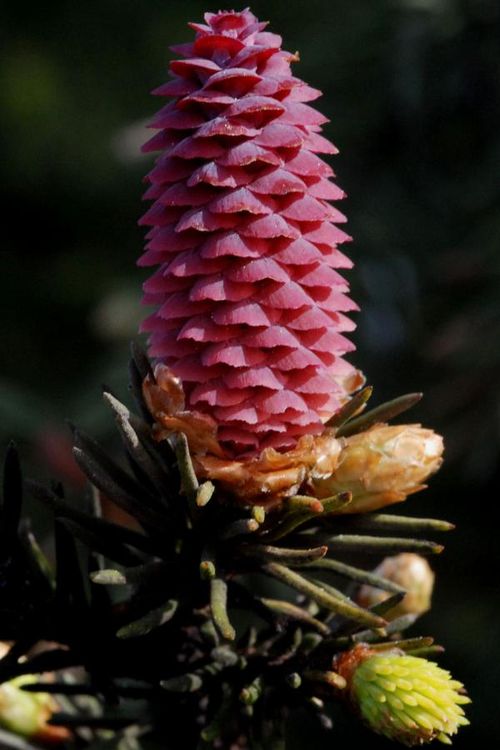 Kasvitiede paljassiemeniset Tieteen Termipankki