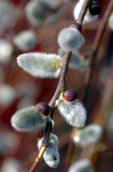 Tiedosto:Salix caprea huppumainensilmusuomu.jpg