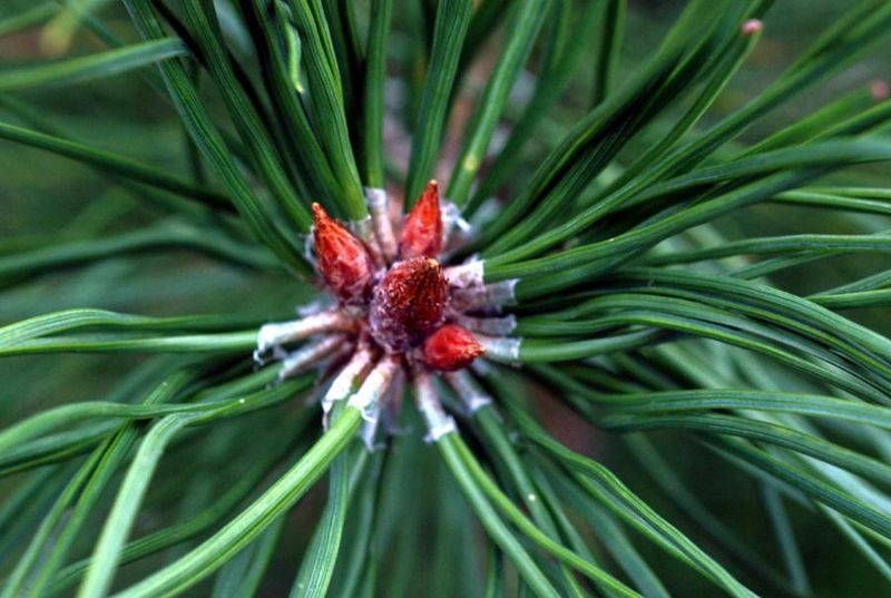 Tiedosto:Pinus densiflora neulaset.jpg
