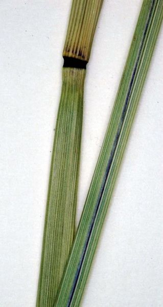 Tiedosto:Calamagrostis arundinacea nivel.jpg