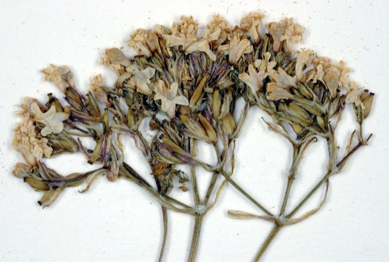 Tiedosto:Valeriana officinalis kukkia ja pohjuspahkyloita.jpg