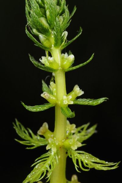 Tiedosto:Myriophyllum verticillatum.jpg