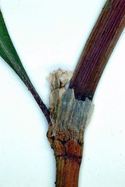 Tiedosto:Persicaria lapathifolia korvaketuppi.jpg