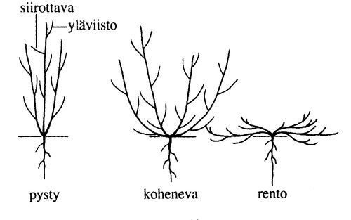 Kasvitiede koheneva Tieteen Termipankki