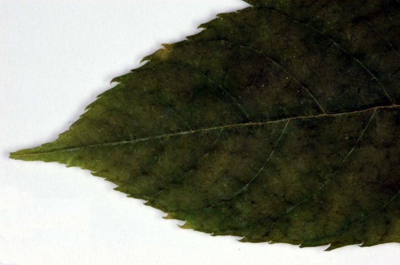 Tiedosto:Fraxinus excelsior pitkasuippuinen.jpg